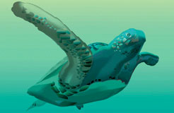 turtle